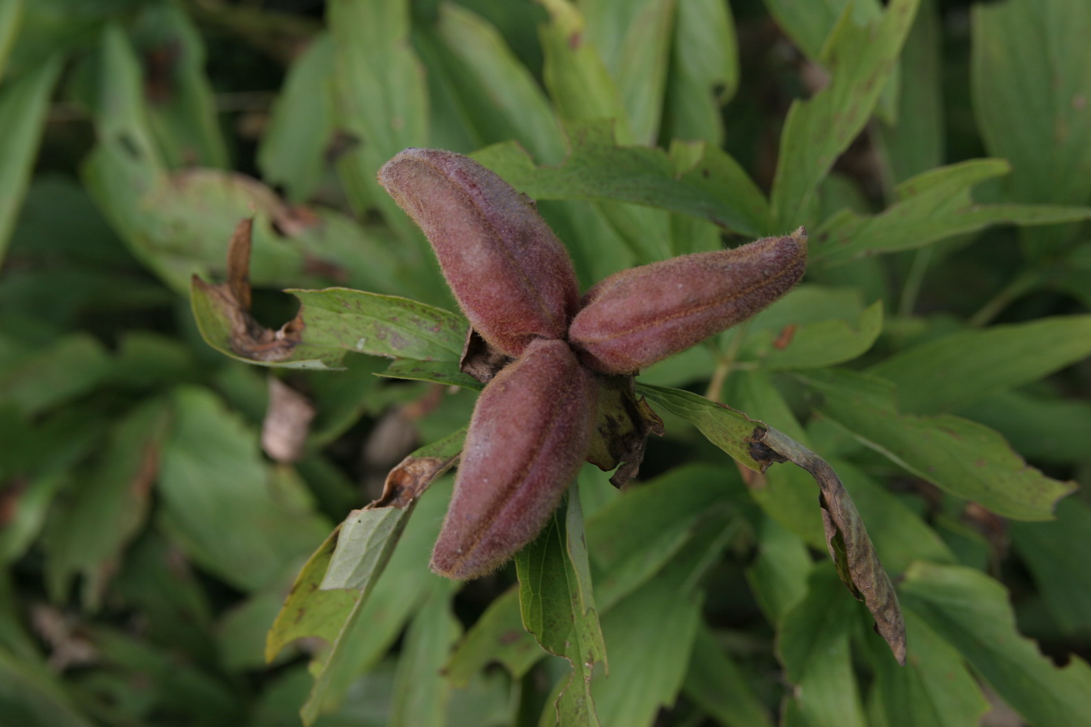 Paeonia officinalis subsp. officinalis / Peonia selvatica